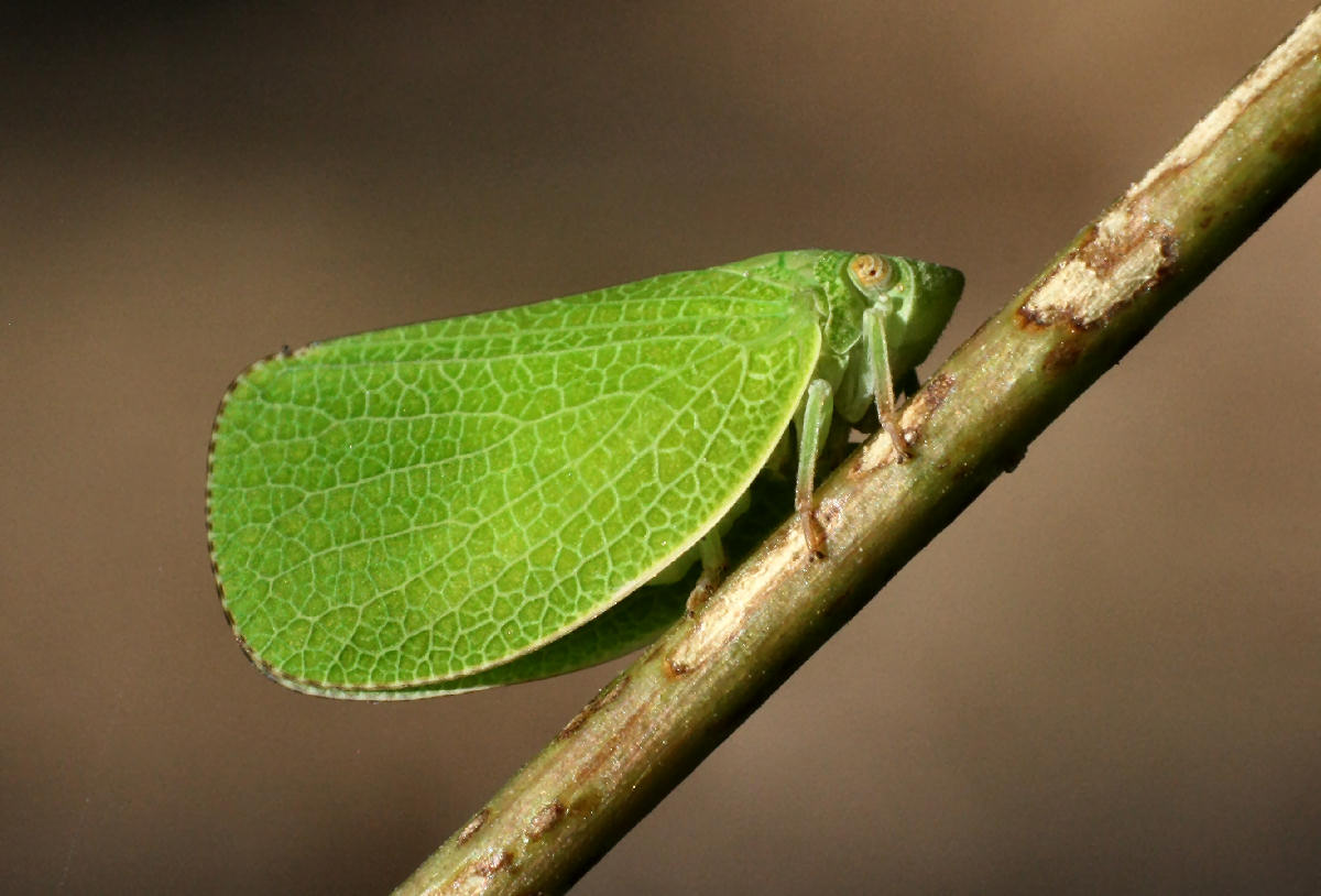 un emittero ? S, Acanalonia conica - Acanaloniidae.